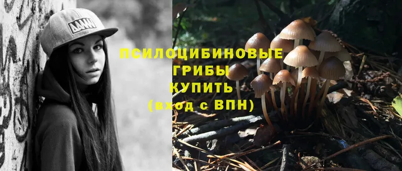 Псилоцибиновые грибы Psilocybe  Зубцов 